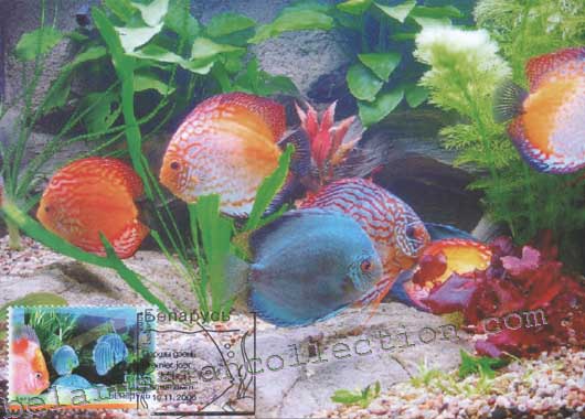Red discus (Discus)